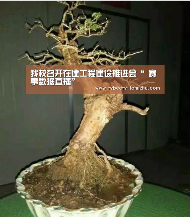  实时比分